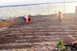 Community Garden greenhouse planting