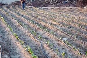 Community Garden sprouts