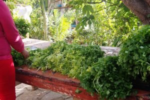 Community Garden plants