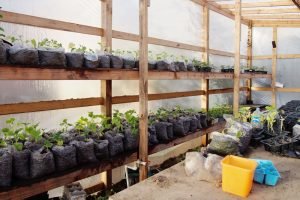 Community Garden sprouts
