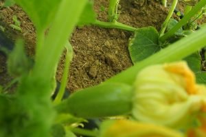 Community Garden plants