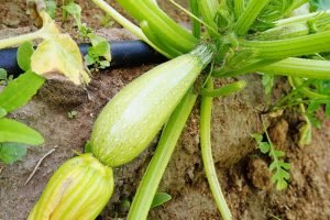 Community Garden plants