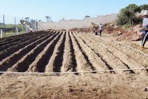Community Garden rows
