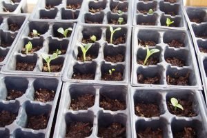 Community Garden sprouts
